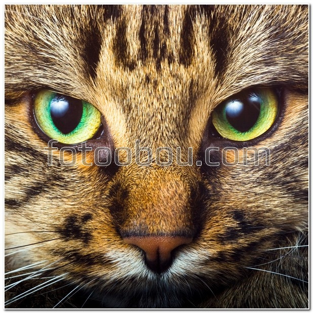 Зеленые глаза полосатой кошки