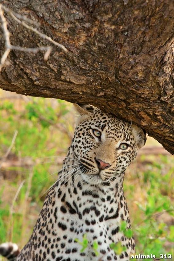 Задумчивый взгляд леопарда