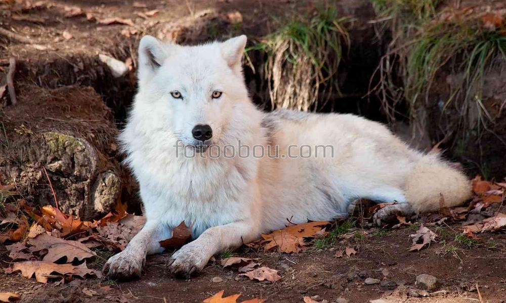 Отдых белого волка