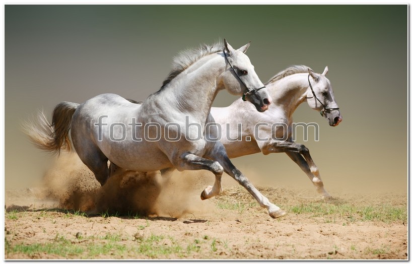Два белых коня в бегу