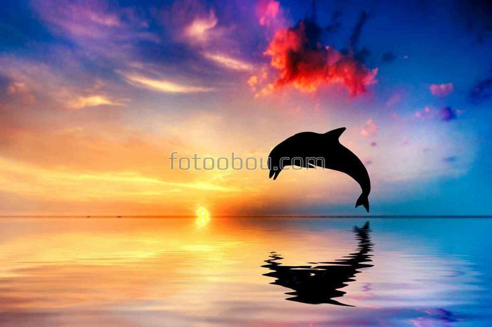 Дельфин в лучах заходящего солнца