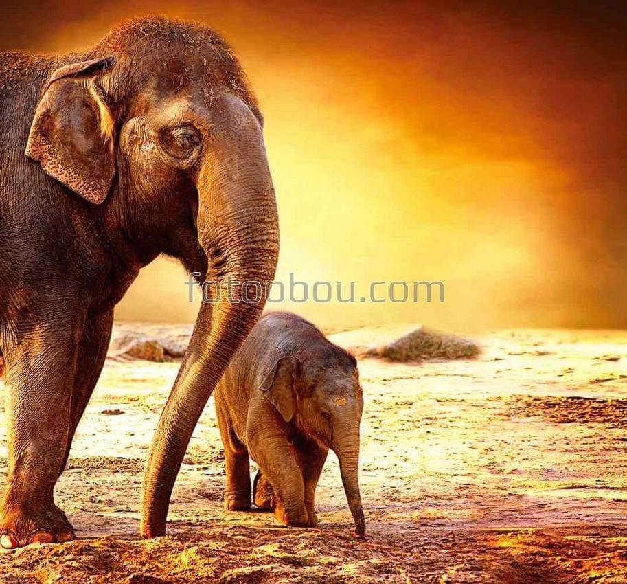 Слоны в свете золотого рассвета
