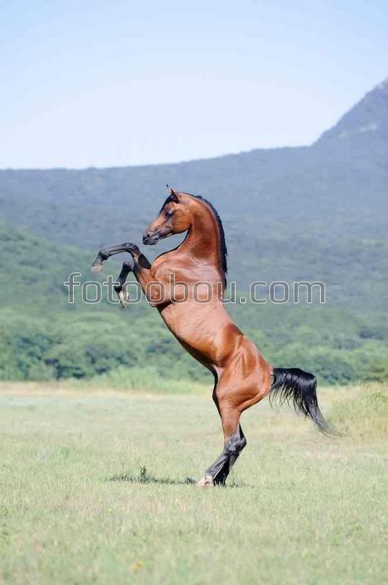Прекрасная лошадь