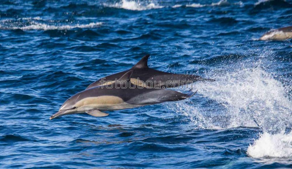 Дельфиньи салки