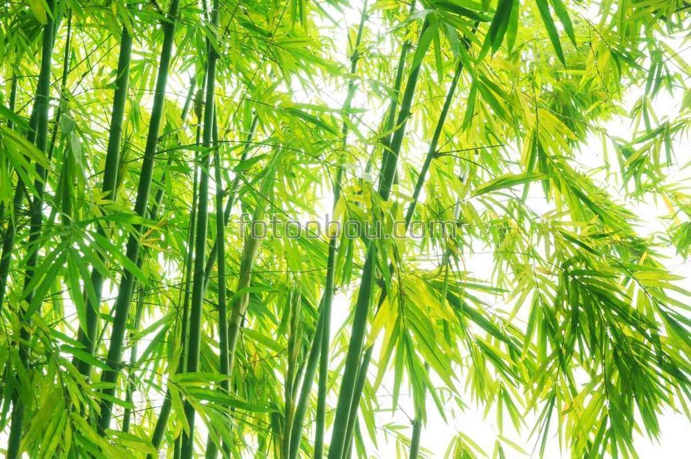 Яркая бамбуковая роща
