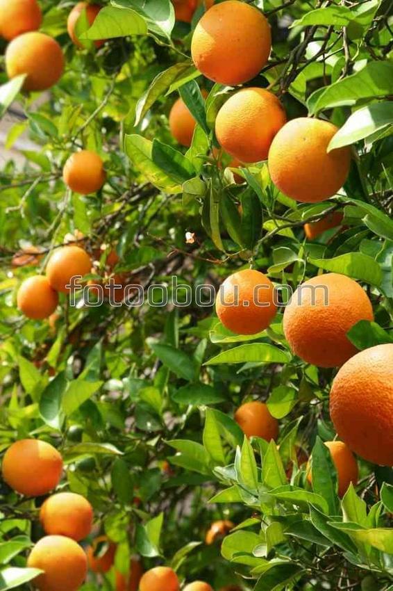 Апельсиновая плантация