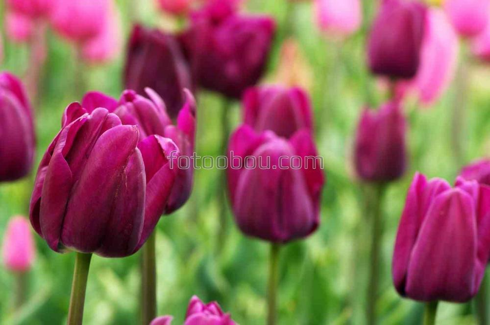 Темно-фиолетовые тюльпаны