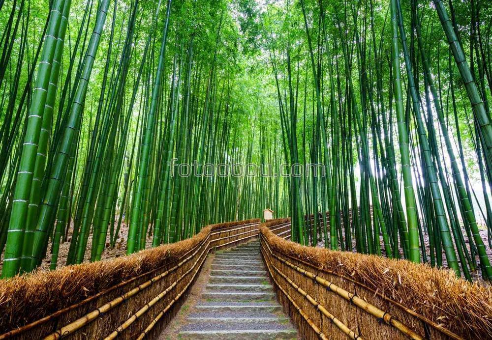 Дорога среди бамбуковых зарослей