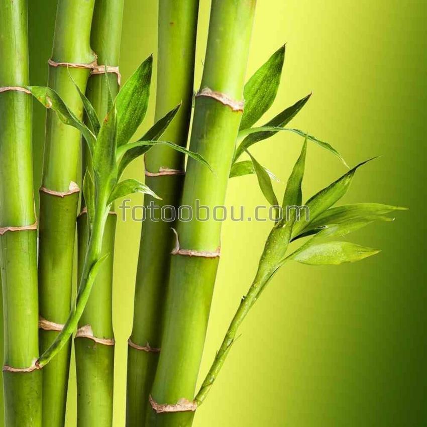 Молодые бамбуковые листочки