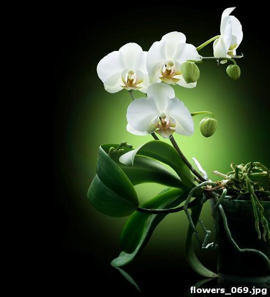 Орхидея на контрастном фоне