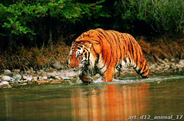 Тигр на рыбалке
