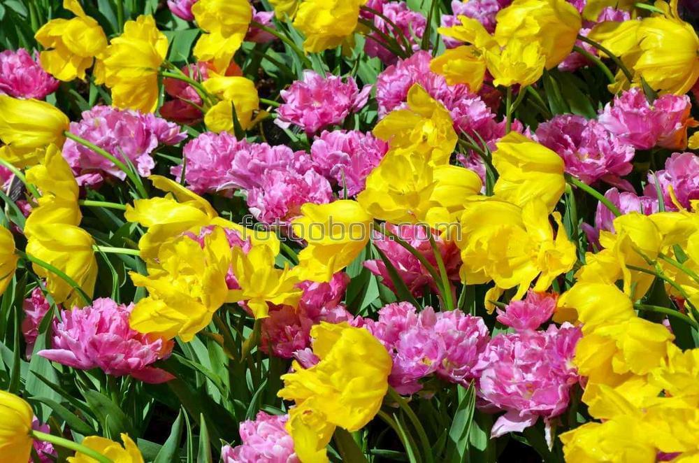 Желтые и розовые тюльпаны