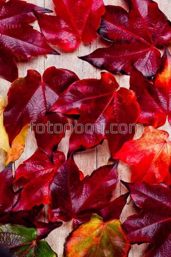 Бардовый цвет осени