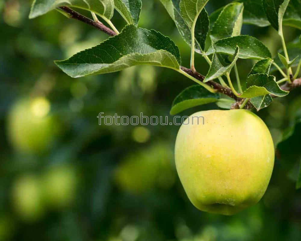 Спелое яблочко на ветке