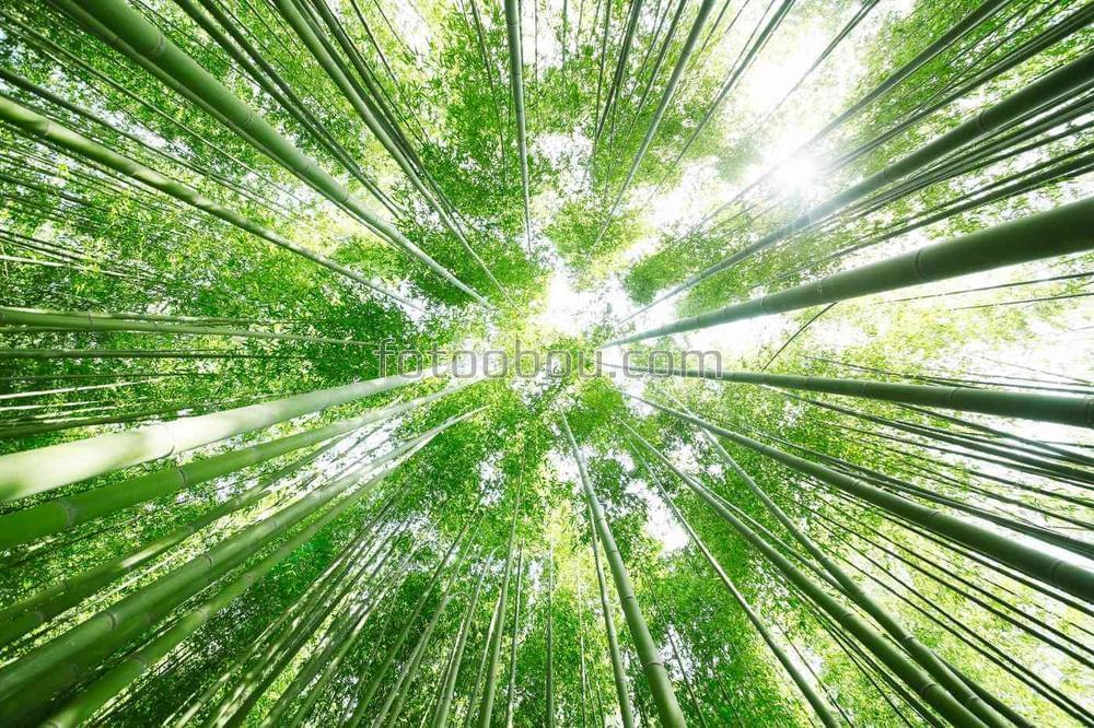 Высокие кроны в бамбуковом лесу