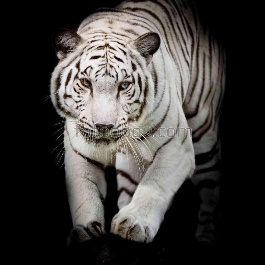 Белый тигр перед прижком