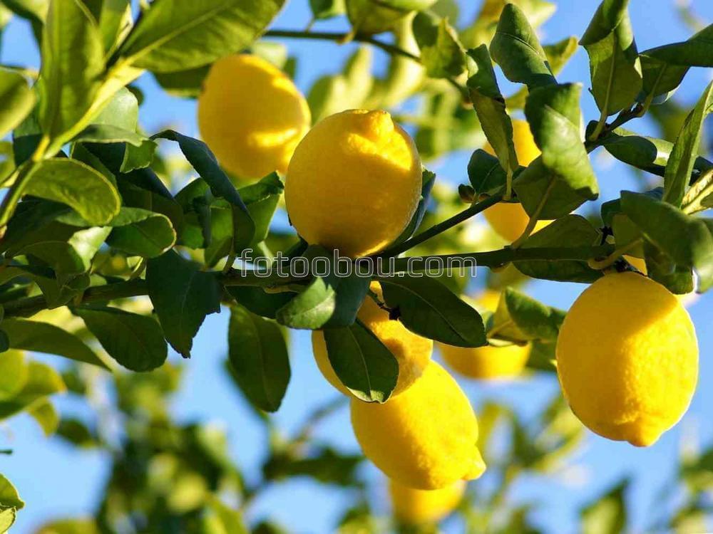 Спелые лимоны на ветке