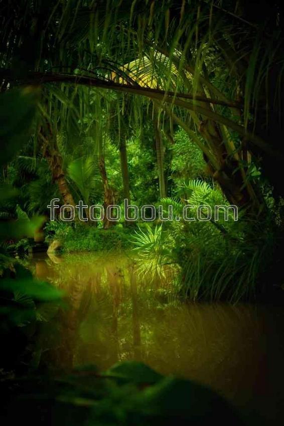 Мутная река в джунглях