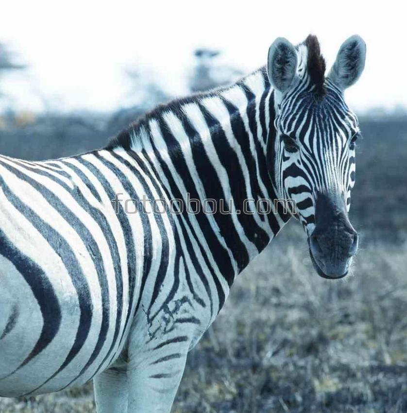 Зебра в природных условиях