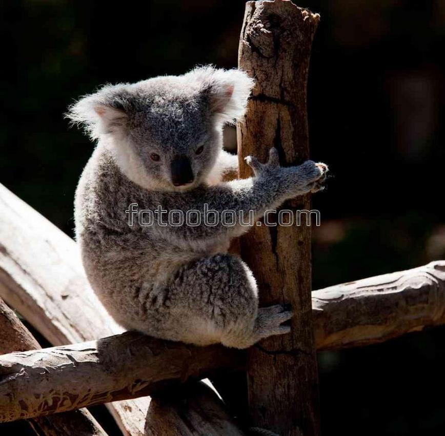 Коала на заборе