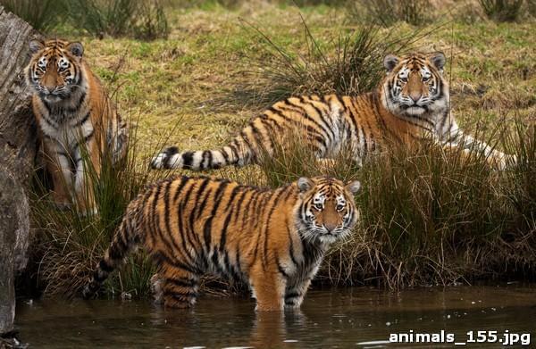 Тигры на берегу озера