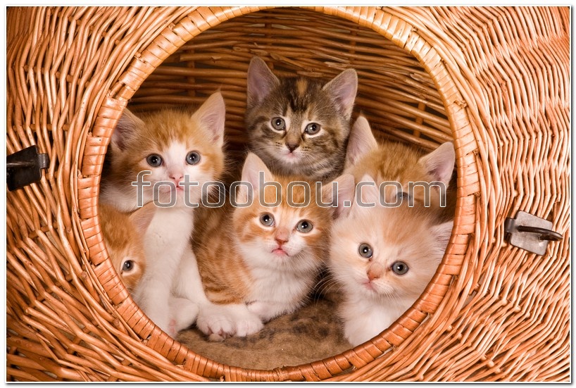 Котята в корзинке