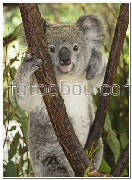 Маленькая коала на дереве