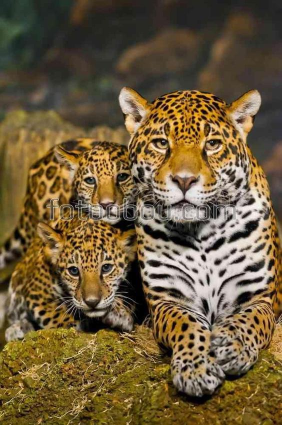 Семейка леопардов