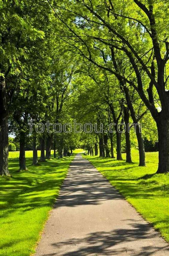 Дорожка в зеленом парке