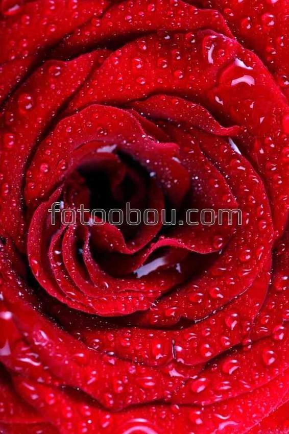 Темно-красная роза в росе