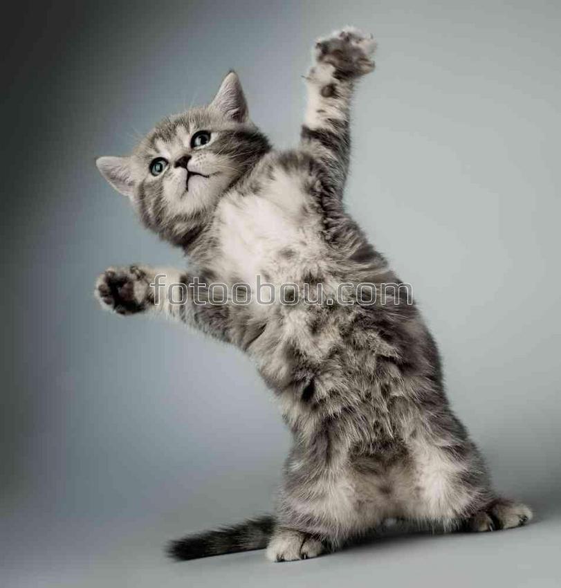 Смешной котенок