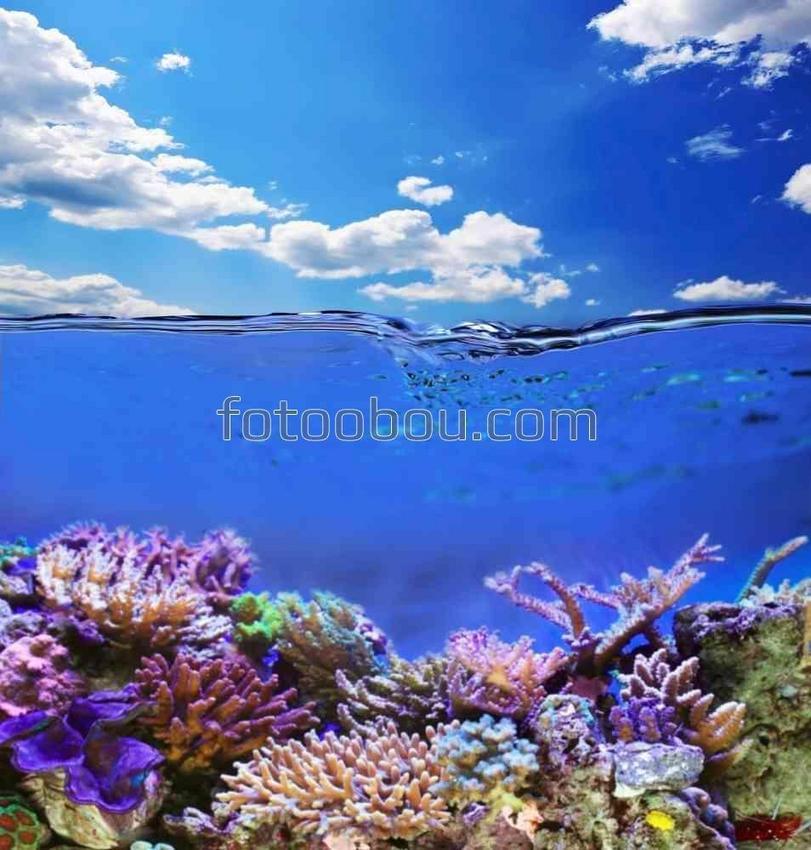Подводный мир