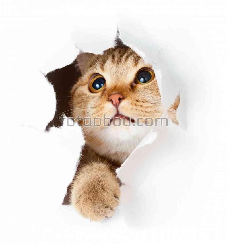 Любопытный котик