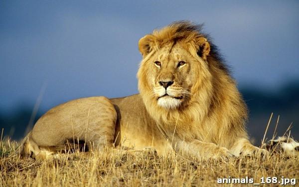 Величественный лев