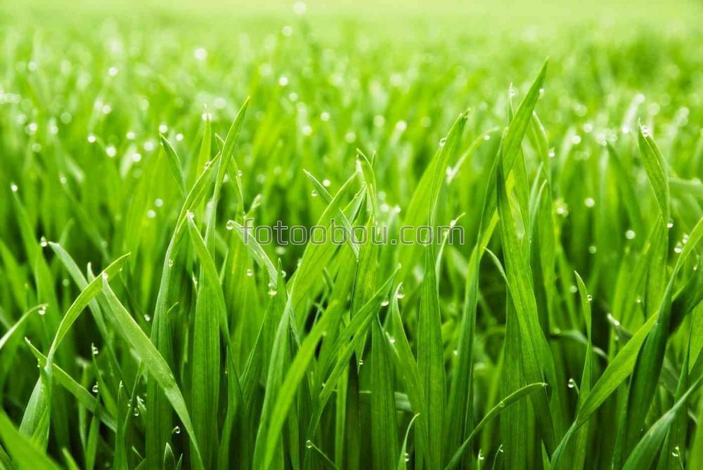 Свежая трава с каплями росы