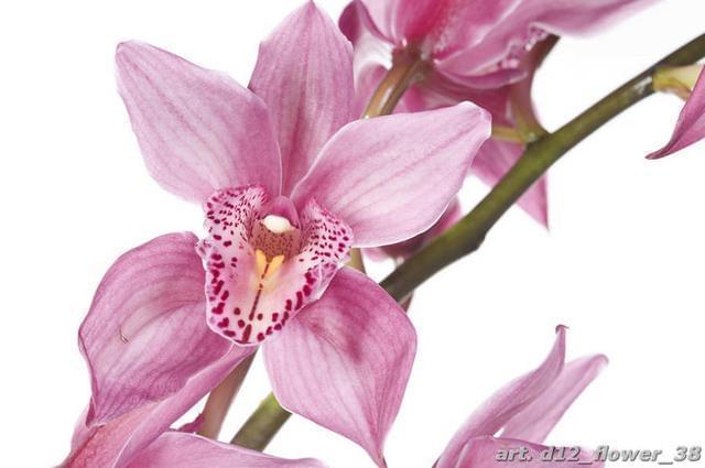 Орхидея цвета фрес
