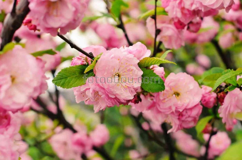 Яркие цветы на весенней сакуре