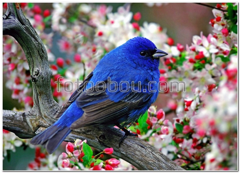 Весенняя синяя птичка