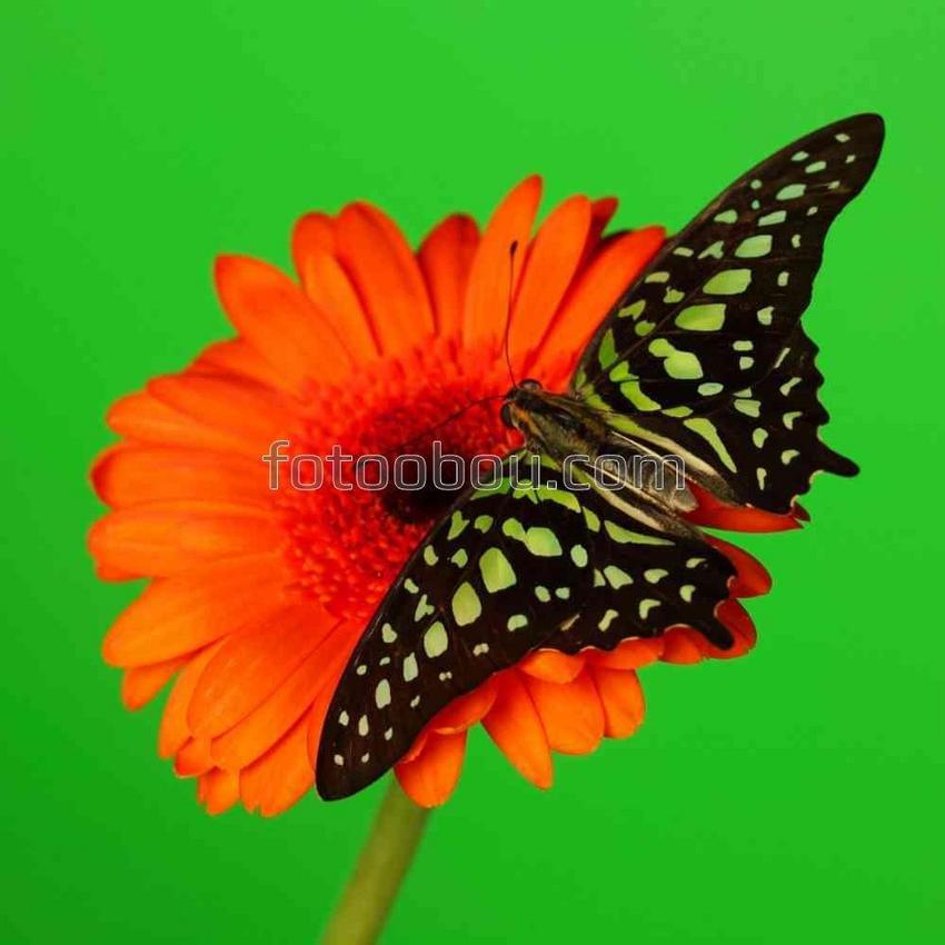 Бабочка на красном полевом цветке