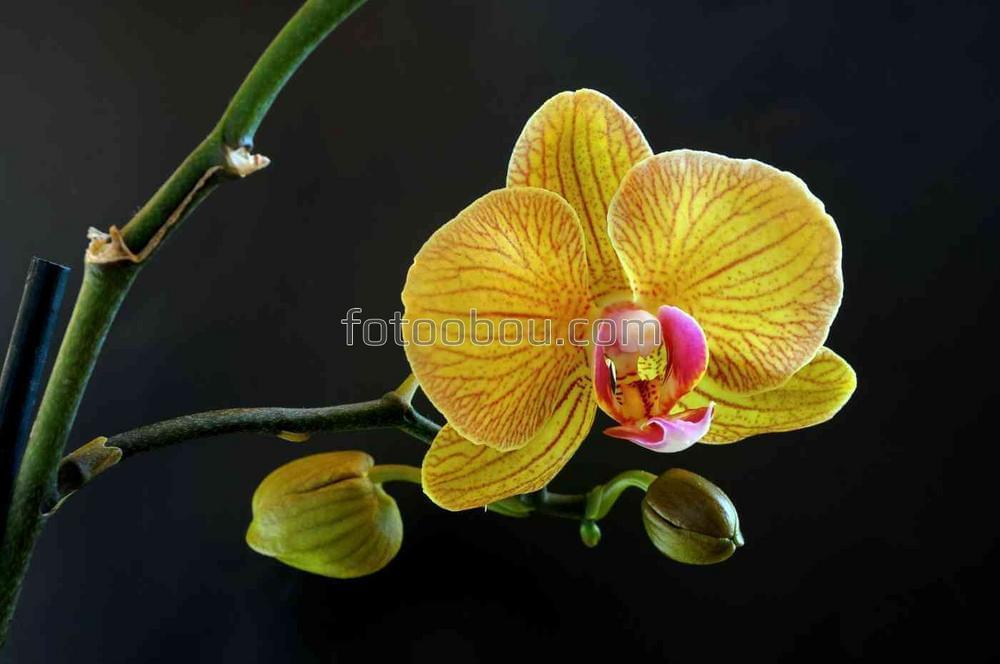 Желтая декоративная орхидея