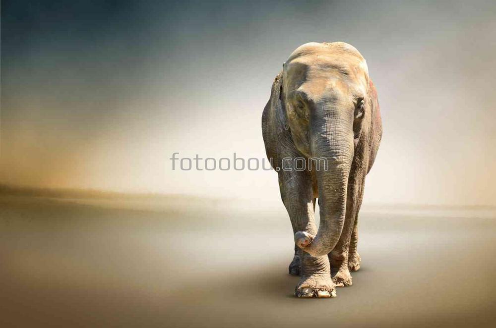 Одинокий слон