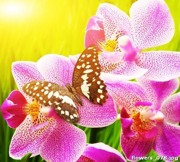 Бабочка в цветах орхидеи