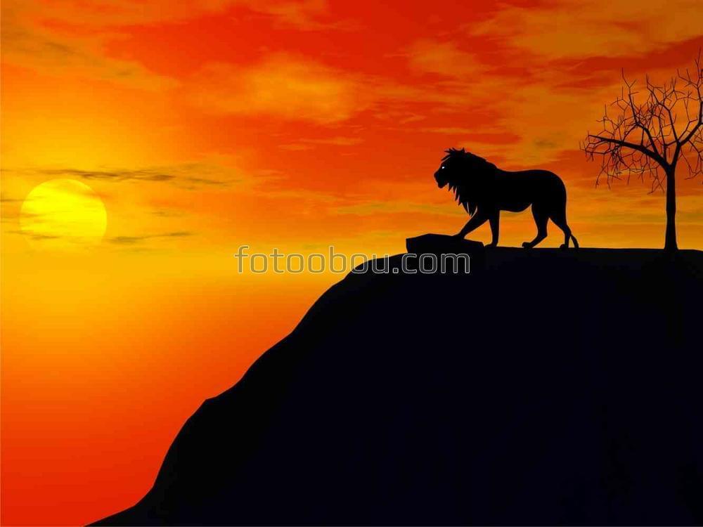 Лев в лучах заходящего солнца