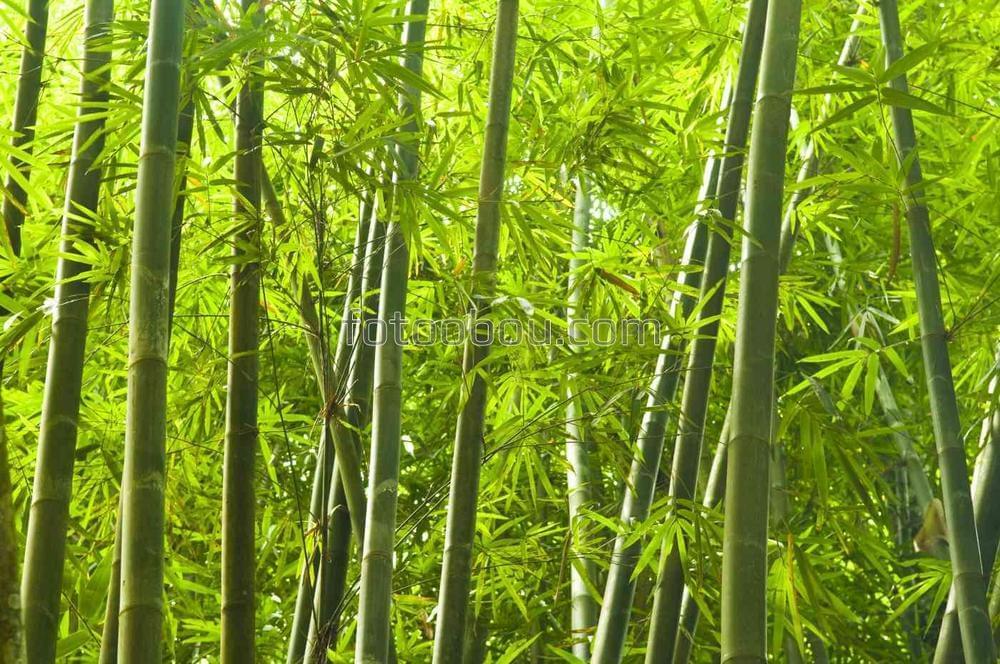 Светлая зелень в бамбуковой роще