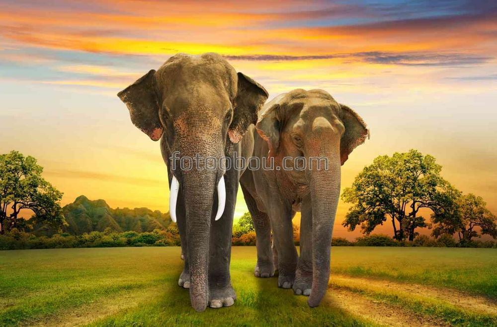Пара слонов на закате