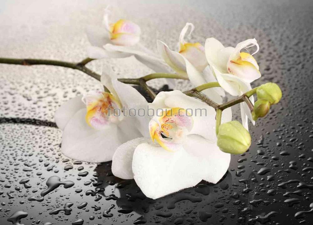 Белая орхидея на мокром столе