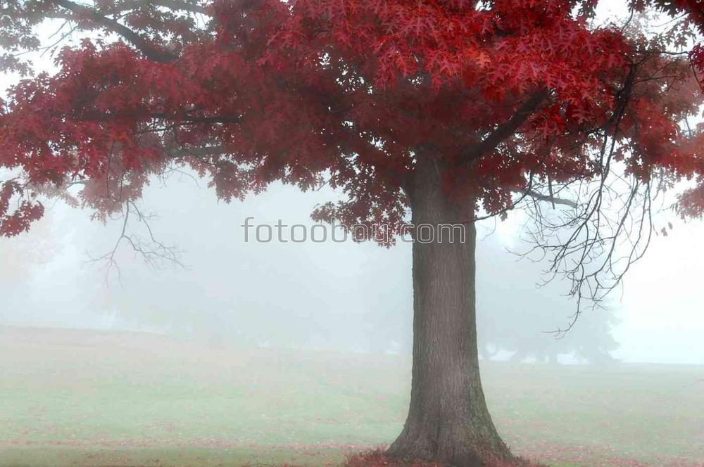 Сказочное дерево в тумане