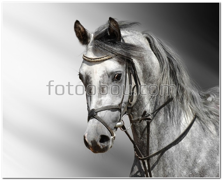Серебряная лошадь
