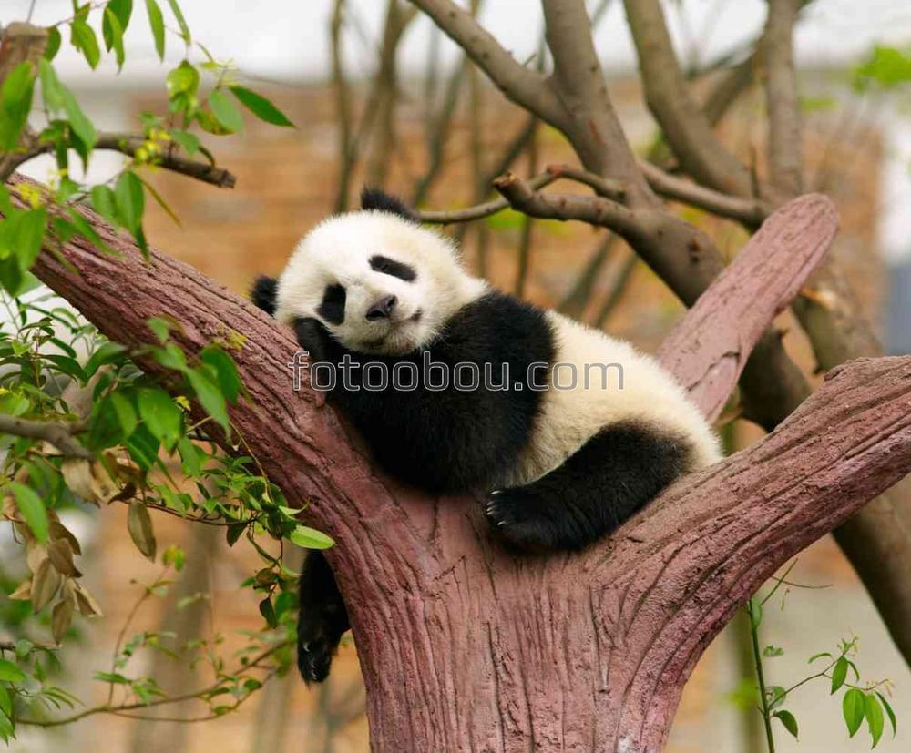 Спящая на дереве маленькая панда
