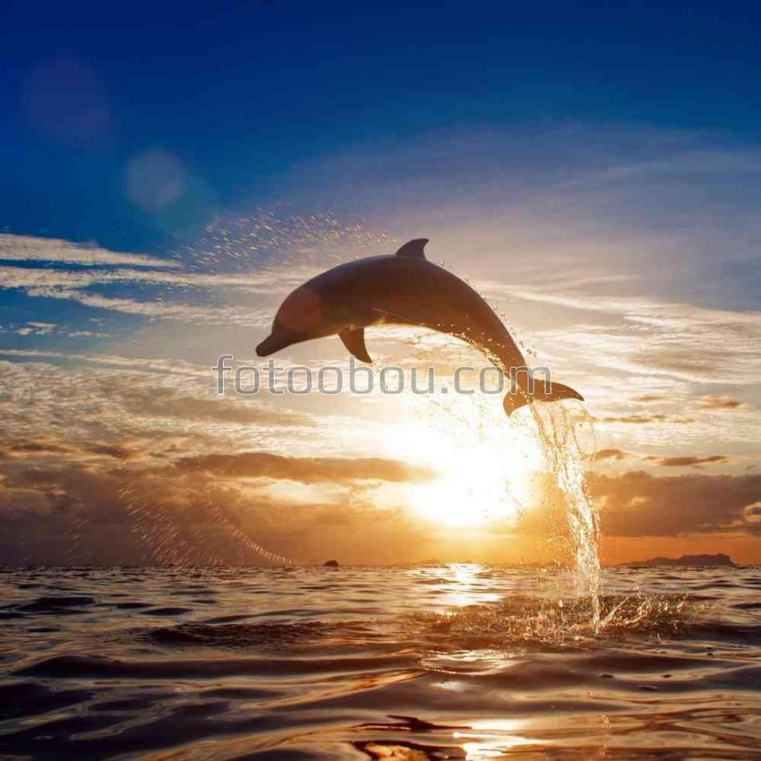 Дельфин в лучах рассвета